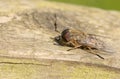 A hunting Narrow-winged Horsefly Tabanus maculicornis perching on a wooden fence in woodland. Royalty Free Stock Photo