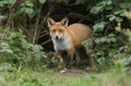 A magnificent hunting wild Red Fox, Vulpes vulpes, emerging from the undergrowth. Royalty Free Stock Photo