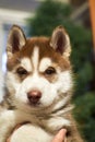 Pretty husky little puppy sits on hands and looking at camera. Portrait small friend Siberian husky dog. Selective focus.