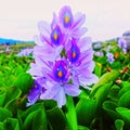 A pretty hyacinth