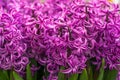 Pretty hyacinth flowers composition, cheerful spring bouquet made by florist