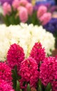 Pretty hyacinth flowers composition, cheerful spring bouquet made by florist