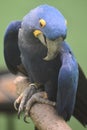 Pretty Blue Hyacinth Macaw Parrot on a Branch