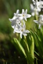 Hyacinths (Hyacinthus)