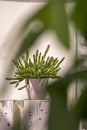 pretty hylocereus undatus in pink pot among green plants on the urban terrace of an attic. Decorative indoor