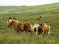 Pretty Icelandic horse grazing