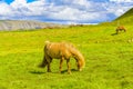 Pretty Icelandic horses grazing Royalty Free Stock Photo