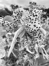 Pretty Infrared Tiger Lily Flower in July in Summer Royalty Free Stock Photo