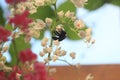 Pretty insect honey bee with beautiful flower