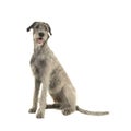 Pretty irish wolfhound sitting on a white background Royalty Free Stock Photo