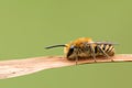 A pretty Ivy Bee, Colletes hederae, roosting on a reed. Royalty Free Stock Photo