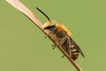 A pretty Ivy Bee, Colletes hederae, roosting on a reed. Royalty Free Stock Photo