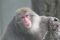 pretty Japanese macaque, he has a look filled with tenderness