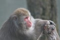 pretty Japanese macaque, he has a magnificent thick very warm fur