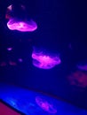 Pretty jellyfishes