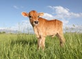 Baby calf standing in spacious grassy field