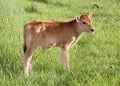 Pretty jersey calf standing in grassy field