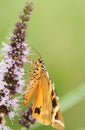 A pretty Jersey Tiger Moth Euplagia quadripunctaria f.lutescens nectaring on wild mint.