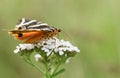 A pretty Jersey Tiger Moth Euplagia quadripunctaria f.lutescens nectaring on a Yarrow flower.