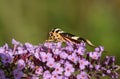 A pretty Jersey Tiger Moth, Euplagia quadripunctaria, nectaring on a Buddleia flower.