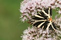 A pretty Jersey Tiger Moth, Euplagia quadripunctaria, nectaring on a flower.