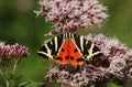 A pretty Jersey Tiger Moth, Euplagia quadripunctaria, nectaring on a pink flower.
