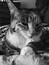 Black and White | Pretty Junior Tabby Girl Cat Relaxing Royalty Free Stock Photo