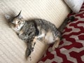 Pretty Junior Tabby Girl Cat Relaxing Royalty Free Stock Photo