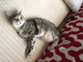 Pretty Junior Tabby Girl Cat Relaxing Royalty Free Stock Photo