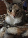 Pretty Junior Tabby Girl Cat Relaxing Royalty Free Stock Photo