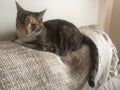 Pretty Junior Tabby Tortoishell Female Cat