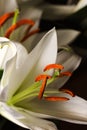 Opened flower white Lily close-up