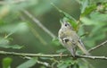 A pretty juvenile Goldcrest Regulus regulus perching on a branch in a tree. Royalty Free Stock Photo