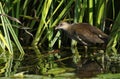 A stunning juvenile Moorhen Gallinula chloropus feeding in the reeds at the edge of a river.