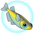 A pretty killifish is the illustration which is being swum.