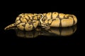 Pretty king python snake on a black background with reflection