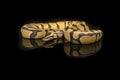 Pretty king python snake on a black background with reflection