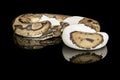Pretty king python snake on a black background with reflection