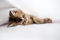 Pretty kitten British golden chinchilla ticked lying on his side