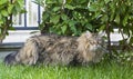 Pretty kitten in a farm. Brown tabby male cat of siberian Royalty Free Stock Photo