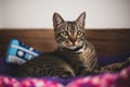 pretty kitten lying in her bed