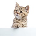 Pretty cat kitten peeking out of a blank sign, isolated on white background Royalty Free Stock Photo