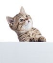 Pretty cat kitten peeking out of a blank sign, isolated on white background Royalty Free Stock Photo