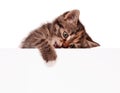 Pretty kitten peeking out of a blank sign Royalty Free Stock Photo