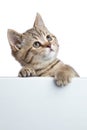 Pretty cat kitten peeking out of a blank sign, on white background Royalty Free Stock Photo