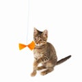 Pretty kitten is played with a orange paper bow on white background Royalty Free Stock Photo