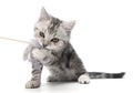 Pretty kitten playing with with a stick toy isolated on white background. British shorthair Kitty cat fun and playful. Royalty Free Stock Photo