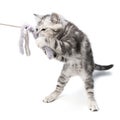 Pretty kitten playing with with a stick toy isolated on white background. British shorthair kitty cat is standing on its Royalty Free Stock Photo