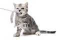 Pretty kitten playing with with a stick toy isolated on white background. British shorthair kitty cat is standing on its Royalty Free Stock Photo