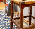 Pretty kitten standing behind stool. Red-white kitten clinging claws over an old wooden stool